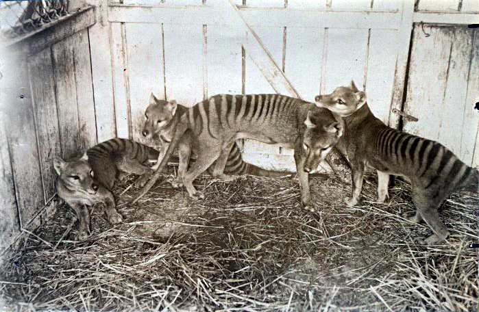 thylacine